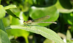 Ischnura senegalensis