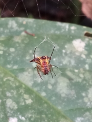 Micrathena acuta