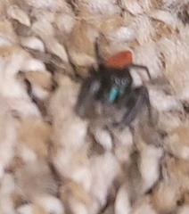 Phidippus johnsoni