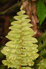 Nephrolepis hirsutula