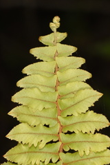 Nephrolepis hirsutula