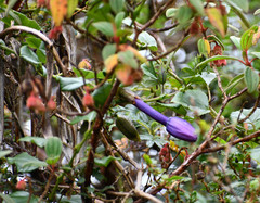 Passiflora cumbalensis