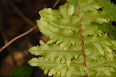 Nephrolepis hirsutula