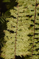 Nephrolepis hirsutula