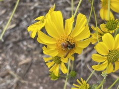 Andrena