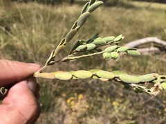Phyllanthus fuernrohrii