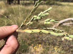 Phyllanthus fuernrohrii