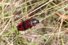 Temognatha regia