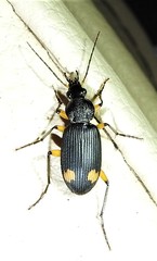 Chlaenius flaviguttatus