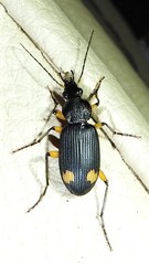 Chlaenius flaviguttatus