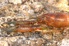 Procambarus alleni