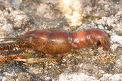 Procambarus alleni