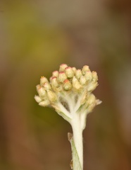 Gamochaeta antillana