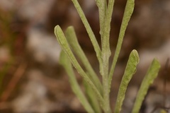 Gamochaeta antillana