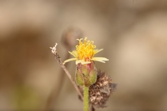 Tridax procumbens image