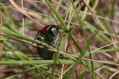 Temognatha regia