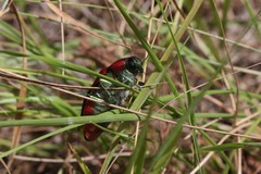 Temognatha regia