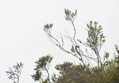 Hypericum laricifolium