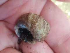 Gastropoda