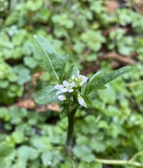 Cardamine breweri orbicularis
