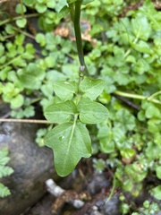 Cardamine breweri orbicularis