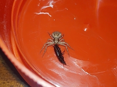 Xysticus croceus