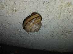 Caucasotachea leucoranea