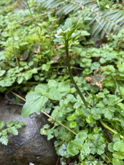 Cardamine breweri orbicularis