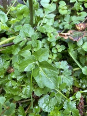 Cardamine breweri orbicularis