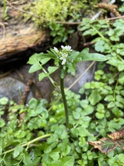 Cardamine breweri orbicularis
