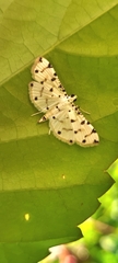 Pycnarmon