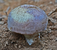 Russula kalimna