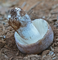 Russula kalimna