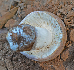 Russula kalimna