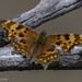 Polygonia oreas - Photo (c) Kristi DuBois, μερικά δικαιώματα διατηρούνται (CC BY-NC), uploaded by Kristi DuBois