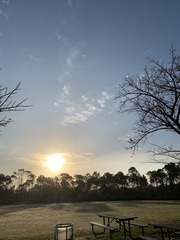 Pinus elliottii densa