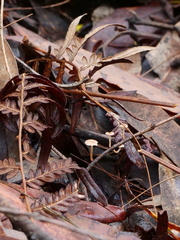 Marasmius crinis-equi