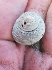 Gastropoda