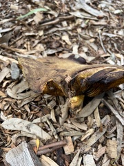 Phylloporus foliiporus