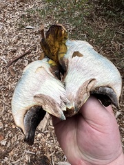 Phylloporus foliiporus