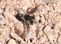 Bombylius curtirhynchus