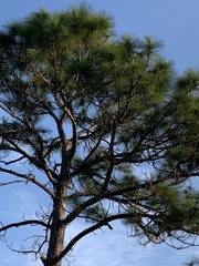 Pinus elliottii densa