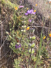 Lupinus microcarpus microcarpus