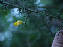 Ulex europaeus