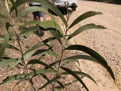 Acacia crassa