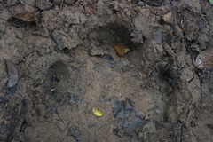 Rhinoceros sondaicus