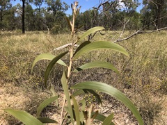 Acacia crassa