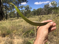 Acacia crassa