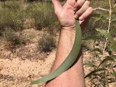 Acacia crassa