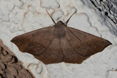 Prochoerodes forficaria